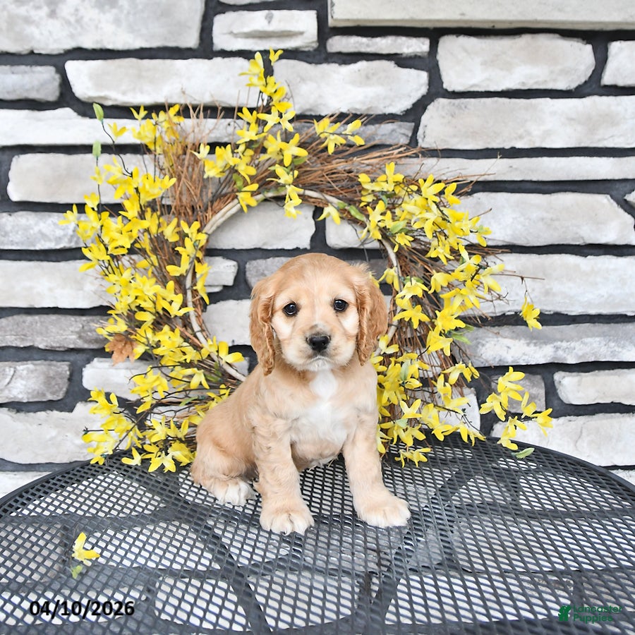 English Cocker Spaniel dogs Kaiser - Ad 1