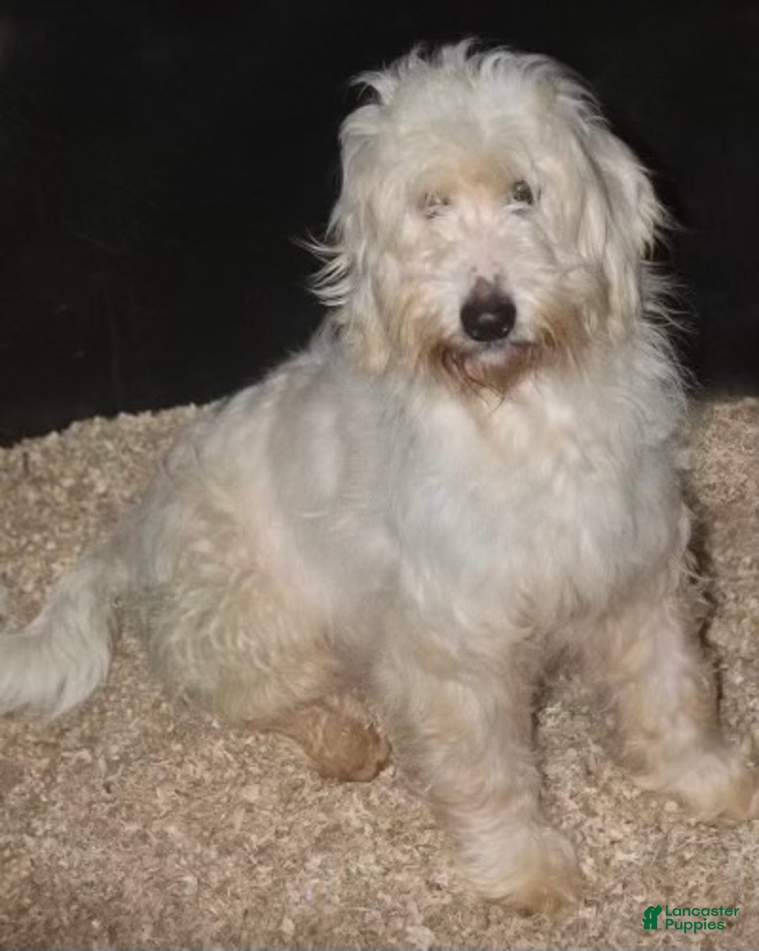 Mini Goldendoodle dogs for sale: Snowball  - Ad 8