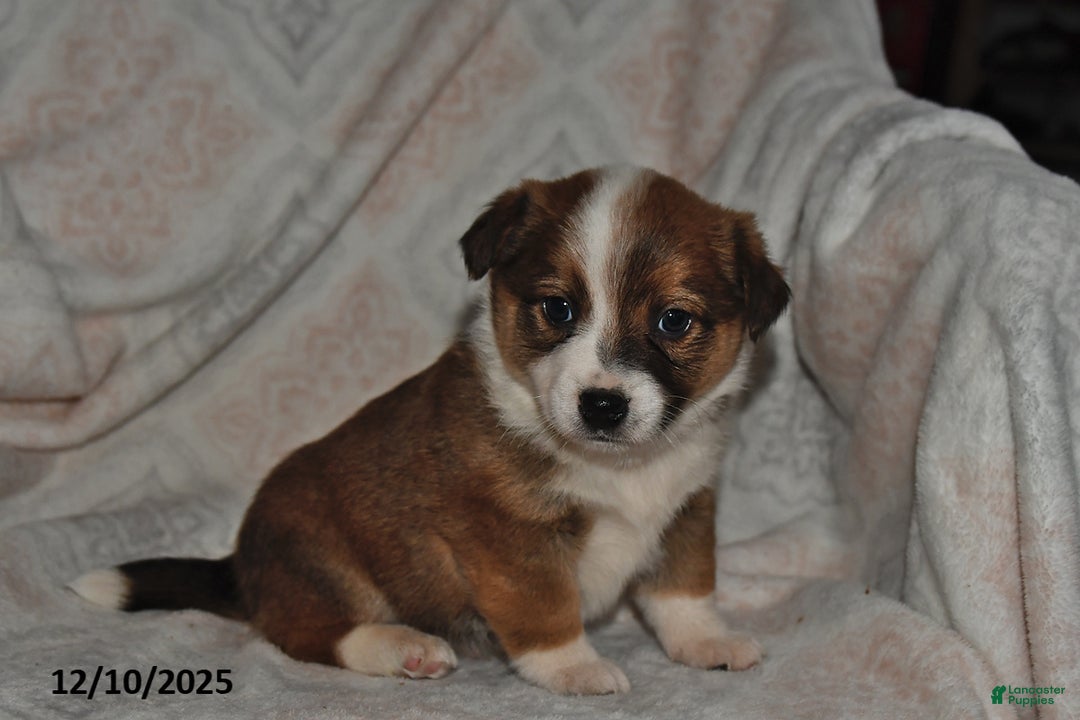 Mixed Breed dogs for sale: Rocky - Ad 5