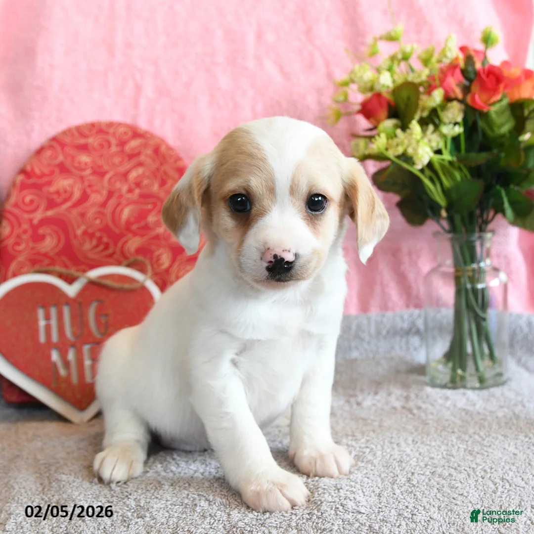 Mixed Breed dogs for sale: Cannoli - Ad 2