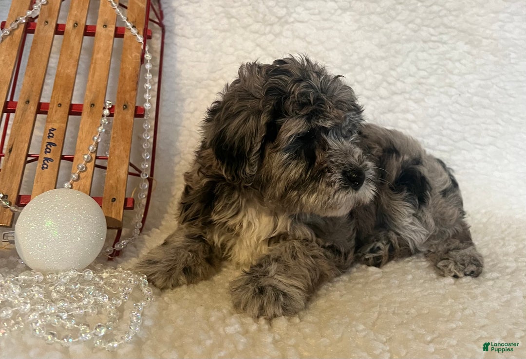 Whoodle dogs for sale: Minnie - Ad 3