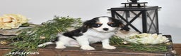 Cavalier King Charles Spaniel dogs for sale: Seth - Ad 2