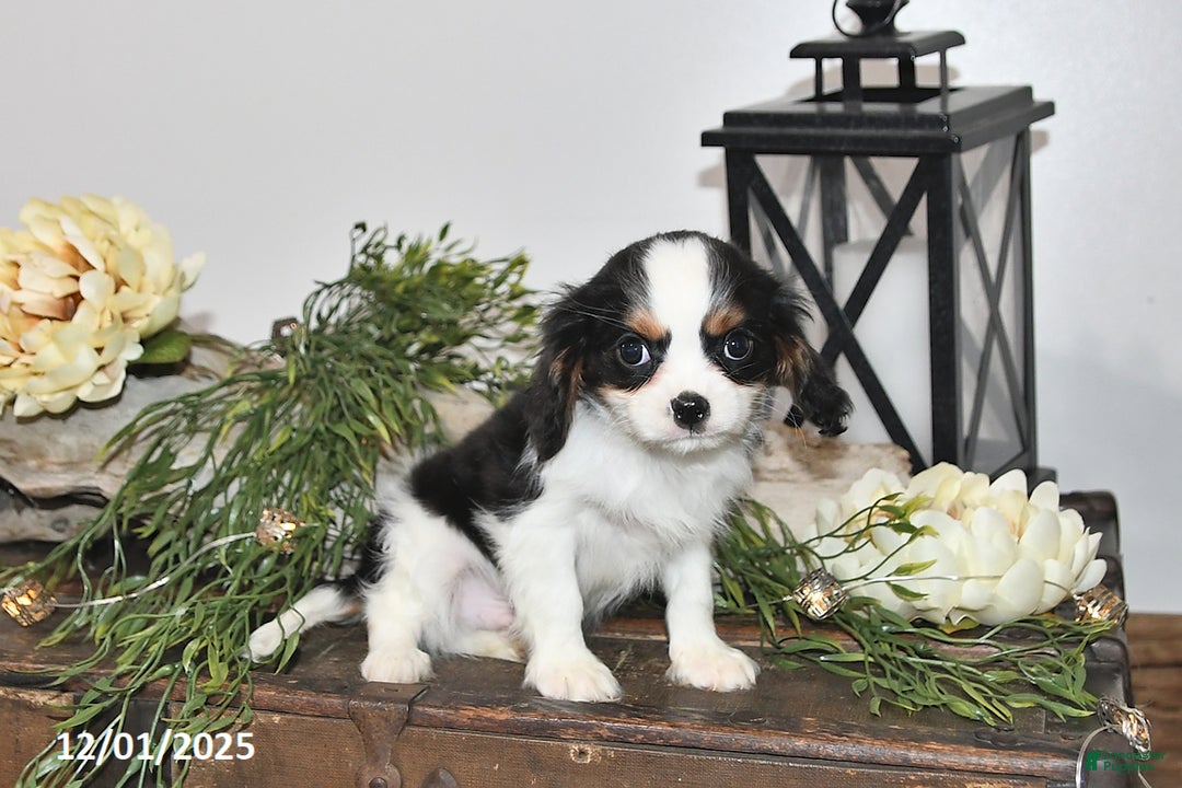 Cavalier King Charles Spaniel dogs for sale: Seth - Ad 2