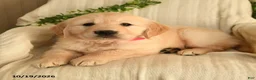Golden Retriever dogs for sale: Cuddles - Ad 3