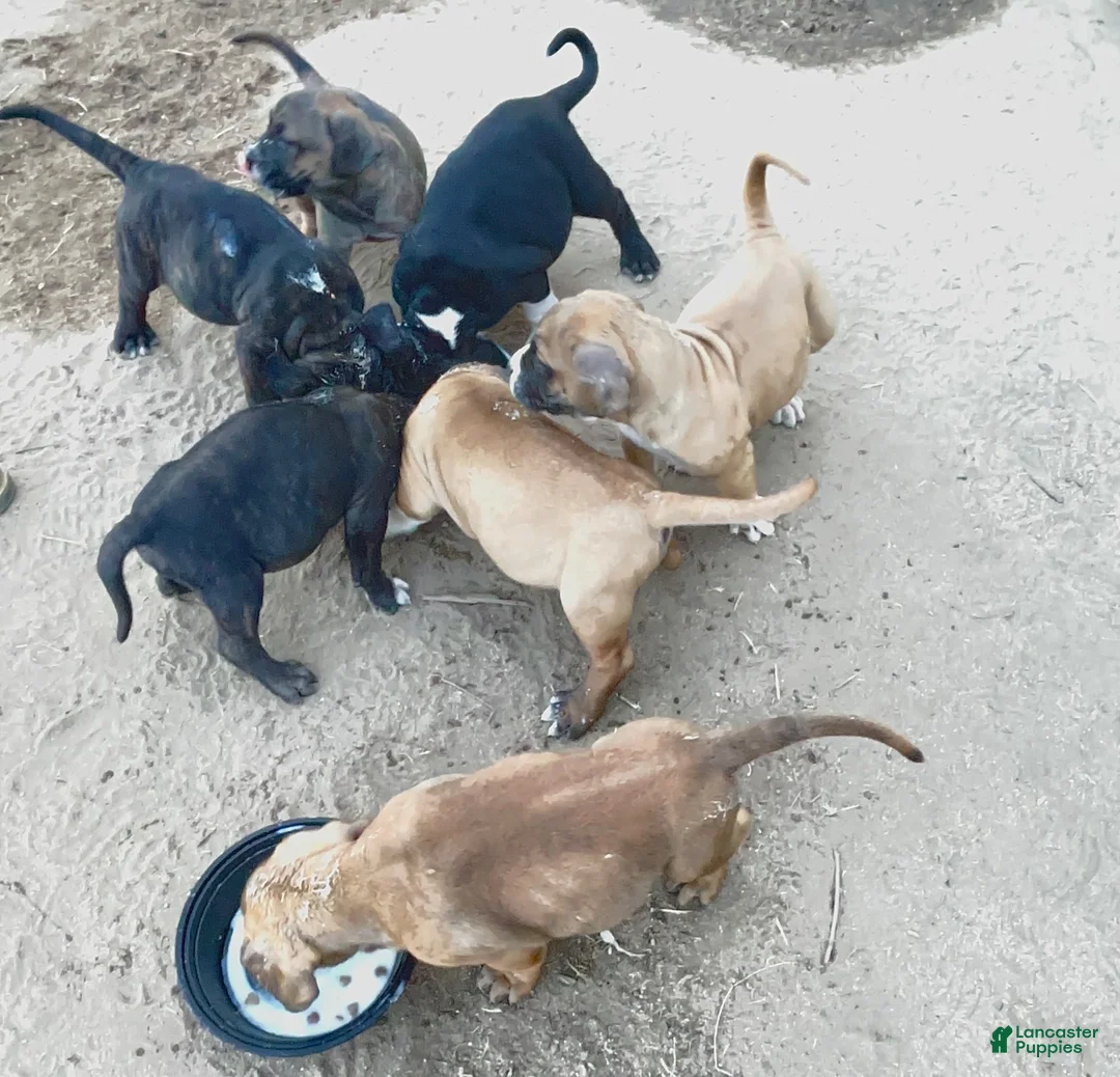 Cane Corso dogs for sale: Cane Corso Puppy 3 - Ad 1