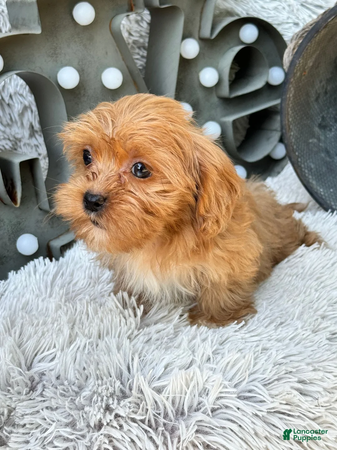 Cavapoo dogs for sale: Ava - Ad 11