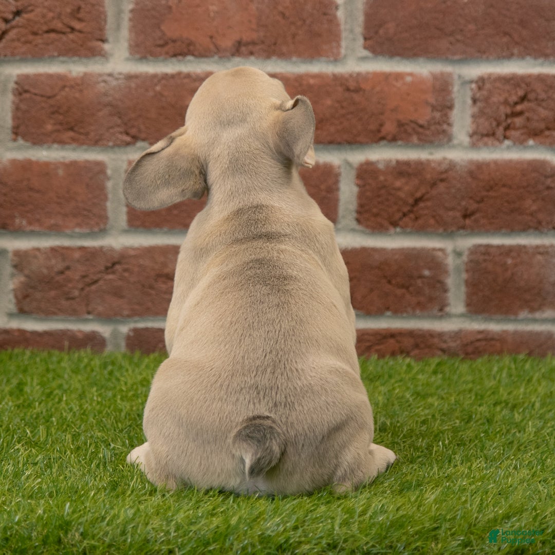 French Bulldog dogs for sale: Dash - Ad 6