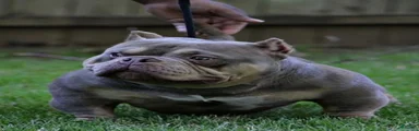 American Bully 2