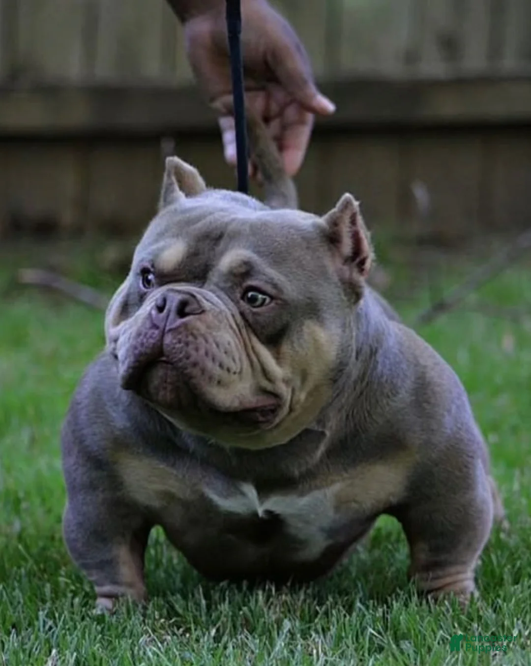 American Bully dogs for sale: American Bully 2 - Ad 1