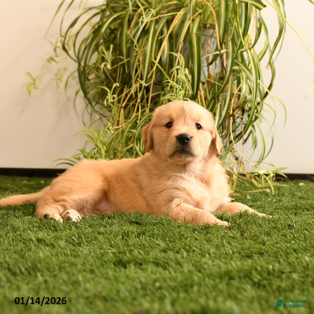 Golden Retriever dogs for sale: Melody - Ad 3