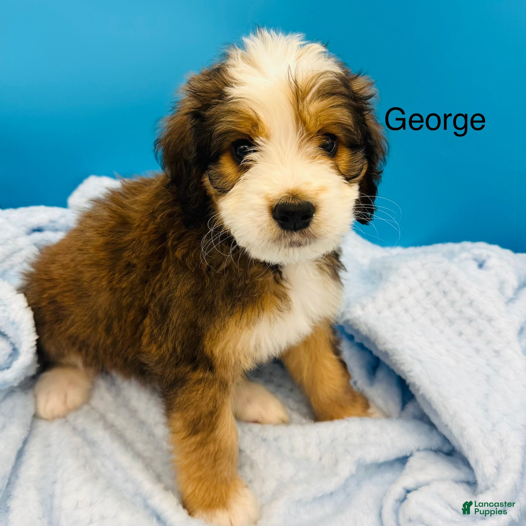 Bernedoodle dogs Bernedoodle Puppy 5 - Ad 2
