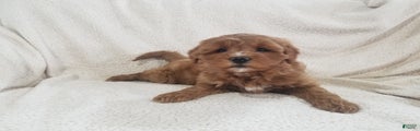 Mini Goldendoodle Puppy 3