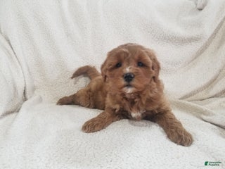 Mini Goldendoodle dogs Mini Goldendoodle Puppy 3 - Ad 20
