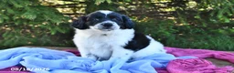 Portuguese Water Dog dogs for sale: Glory - Ad 7