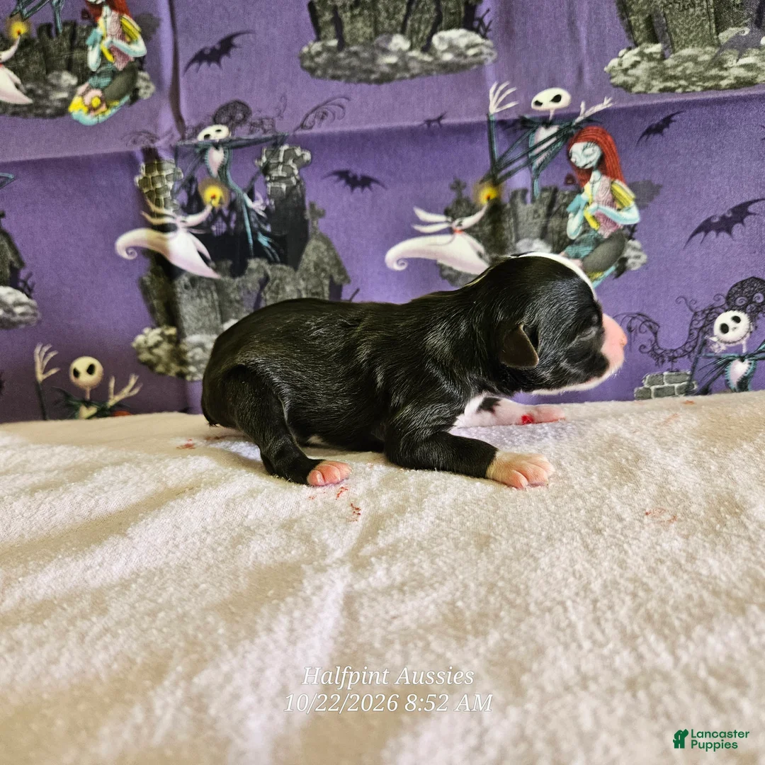 Miniature Australian Shepherd dogs for sale: Jinx - Ad 1