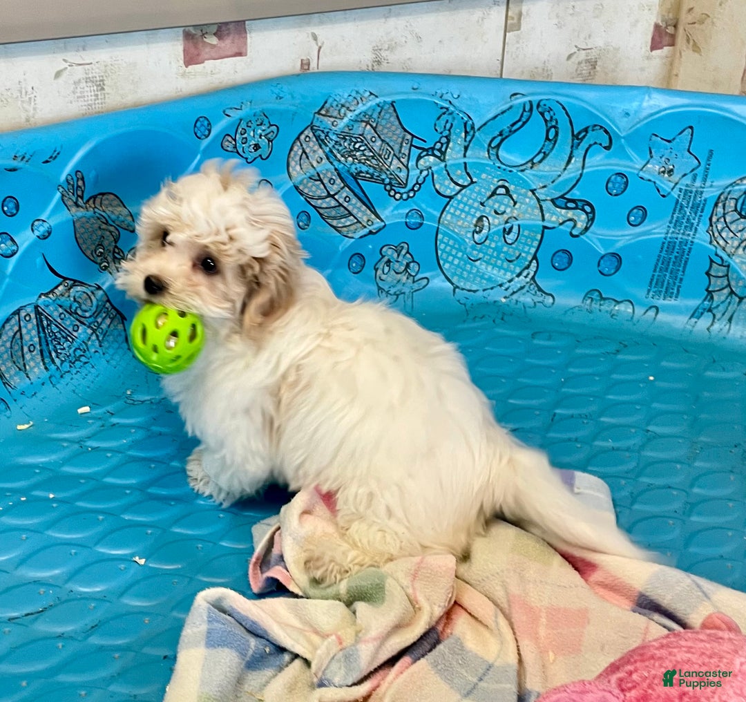 Coton De Tulear dogs for sale: Shane - Ad 6