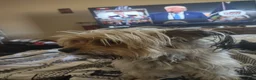 Mixed Breed dogs for sale: Mixed Breed 7 - Ad 3
