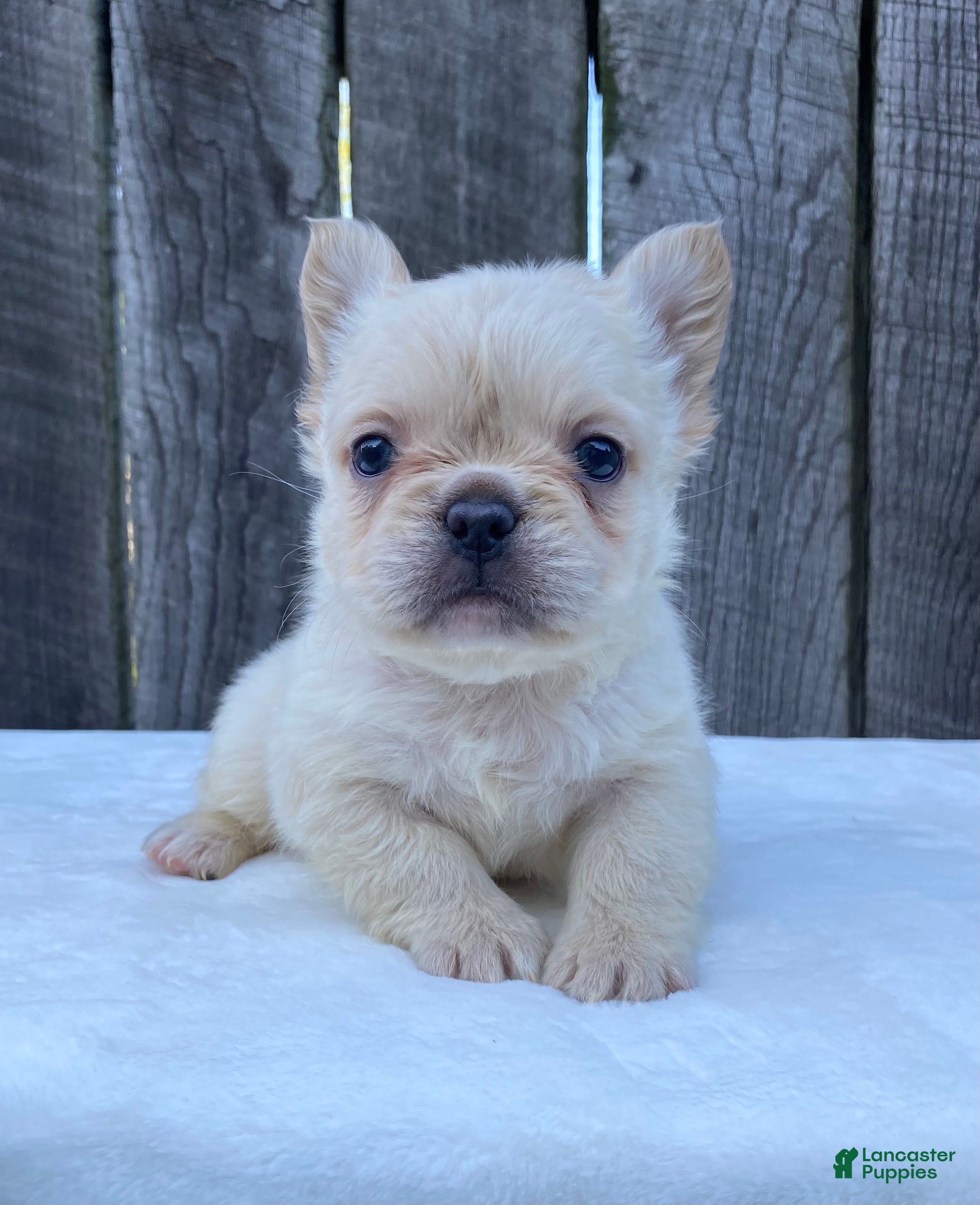French Bulldog dogs Phoebe  - Ad 1