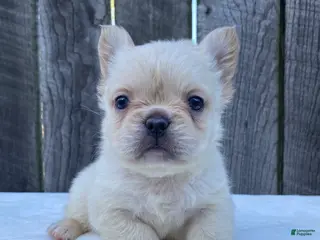 French Bulldog dogs for sale: Phoebe - Ad 2