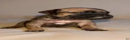 South African Boerboels dogs for sale: LGK NALA  - Ad 3
