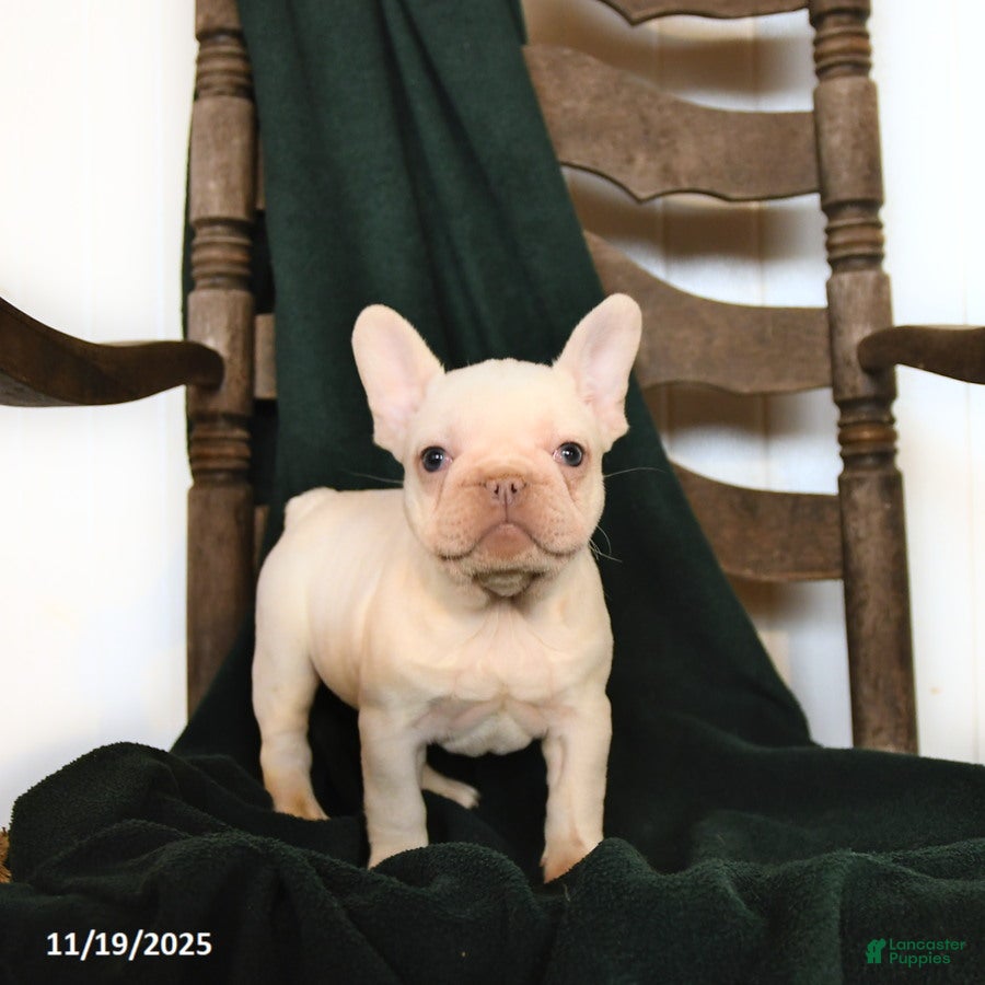 French Bulldog dogs Ivory - Ad 39