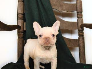 French Bulldog dogs Ivory - Ad 29