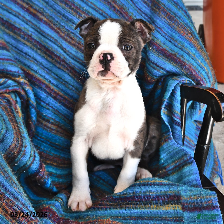 Boston Terrier dogs Jack  - Ad 2