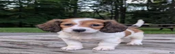 Dachshund dogs for sale: Luna - Ad 6