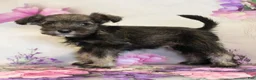 Miniature Schnauzer dogs for sale: Skylar - Ad 1