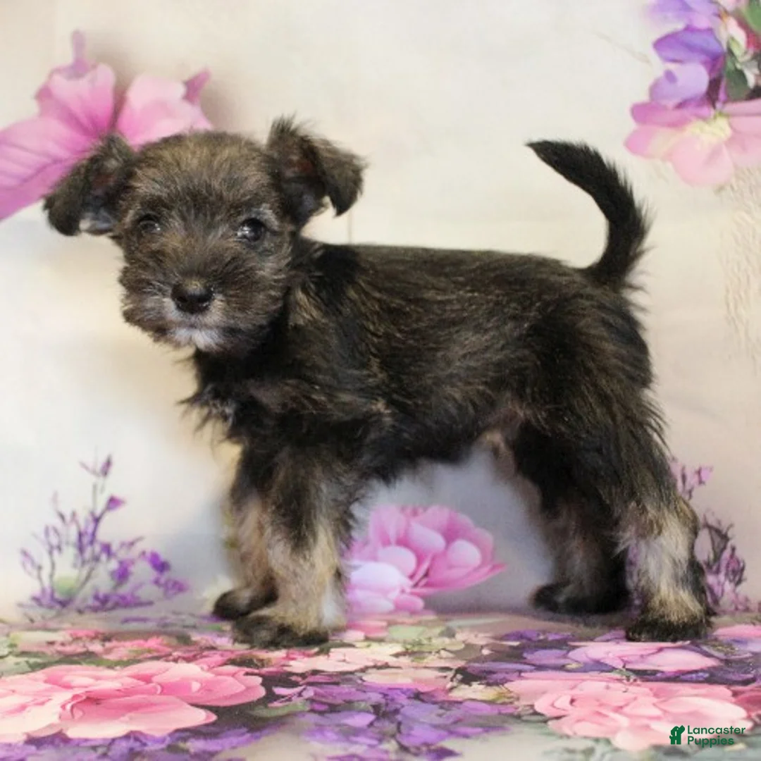 Miniature Schnauzer dogs for sale: Skylar - Ad 1