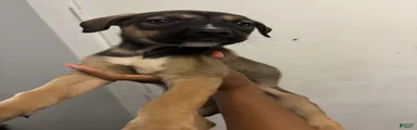 kong