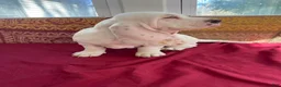 Basset Hound dogs for sale: Little Susie - Ad 3