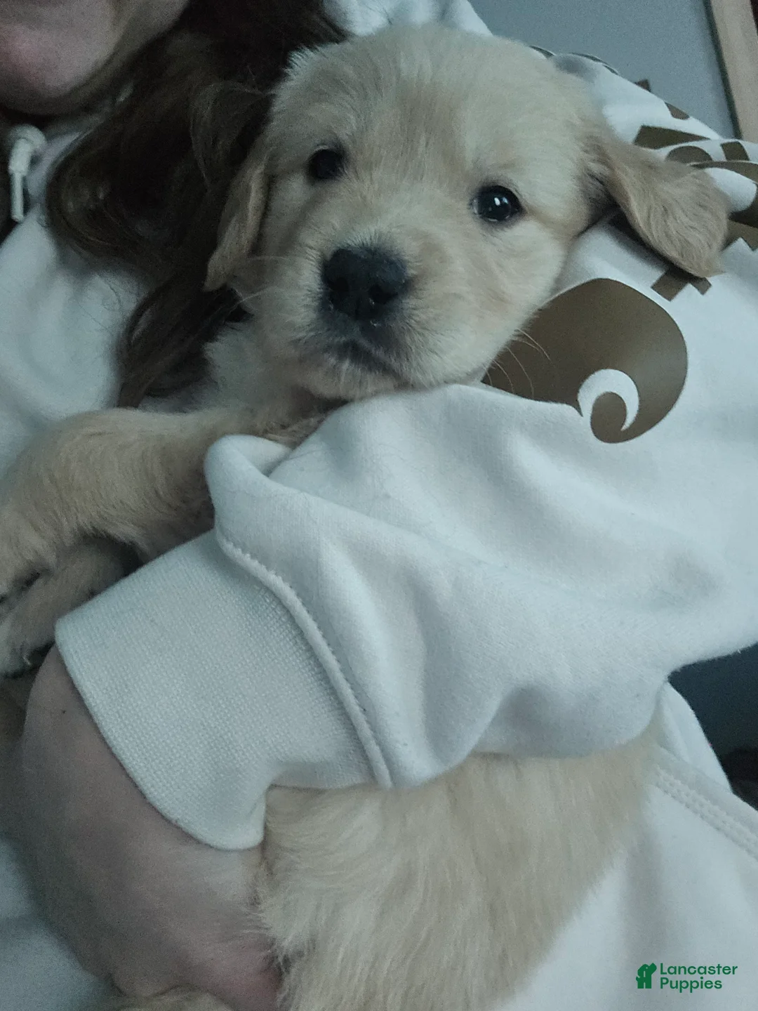 Golden Retriever dogs for sale: Golden Retriever Puppy 1 - Ad 3