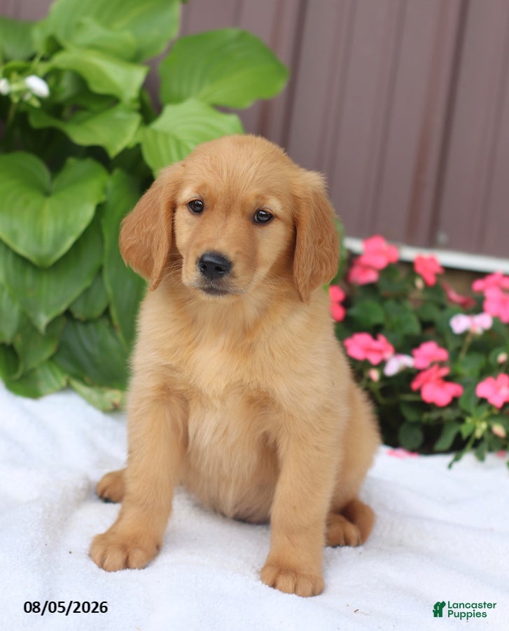 Golden Retriever dogs Trixie - Ad 1