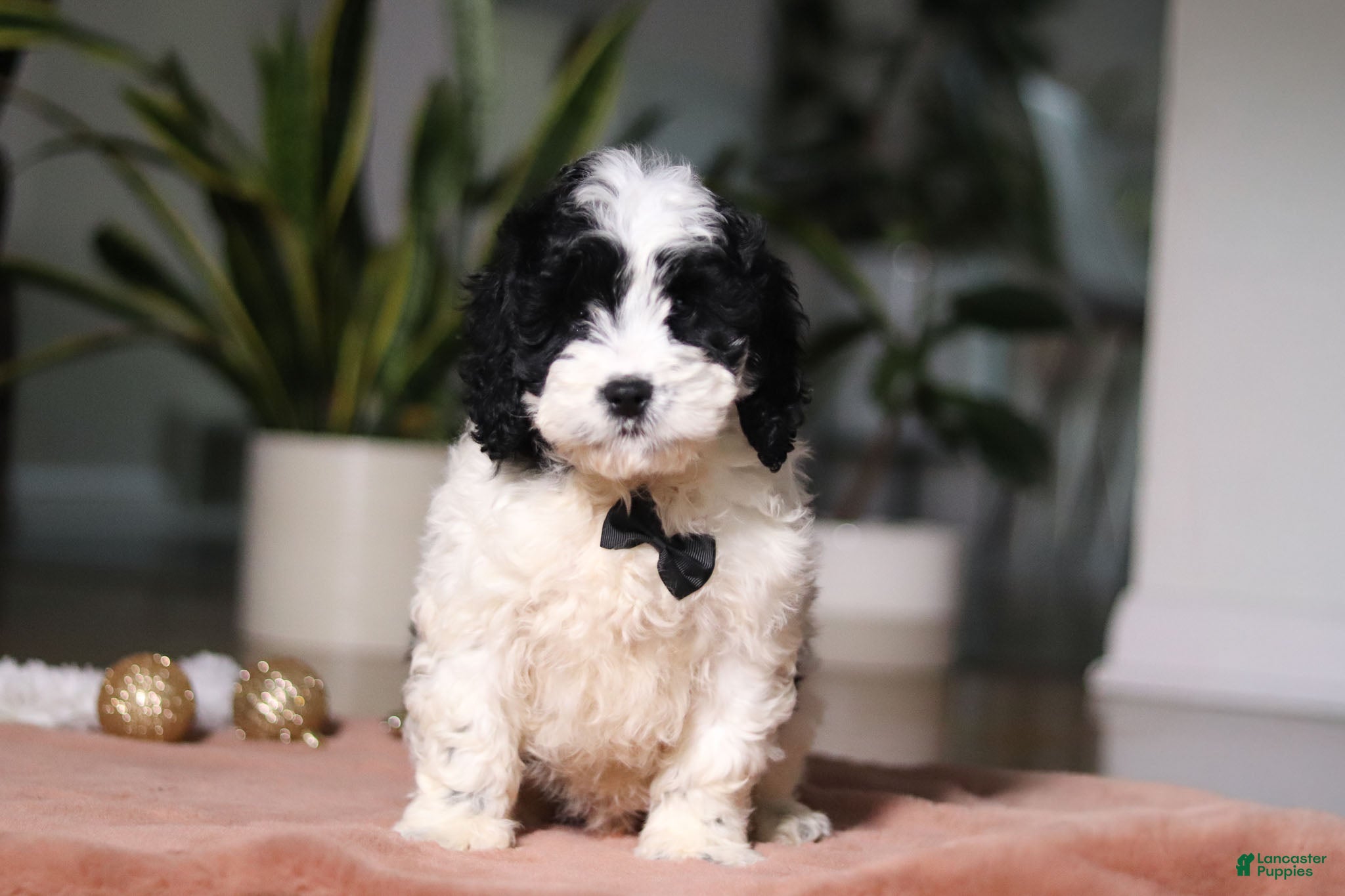 Cockapoo dogs Hunter - Ad 34