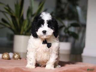 Cockapoo dogs Hunter - Ad 34