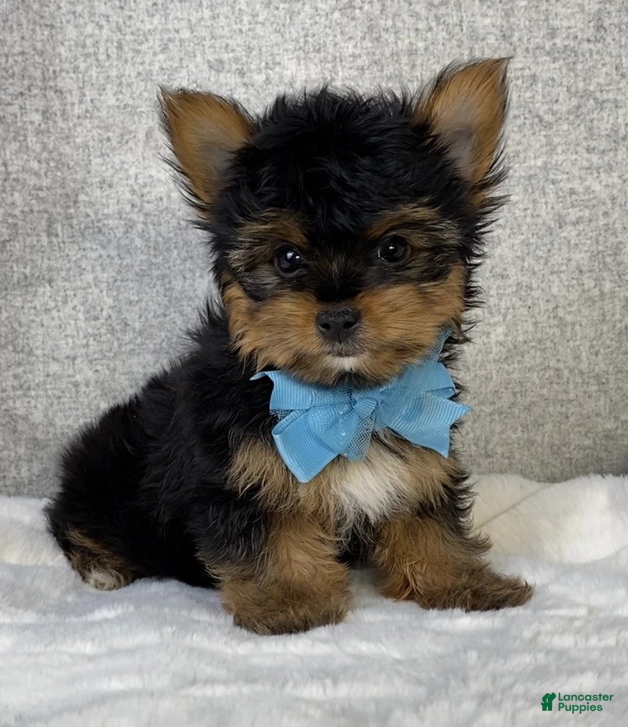Yorkshire Terrier dogs Chico - Ad 2