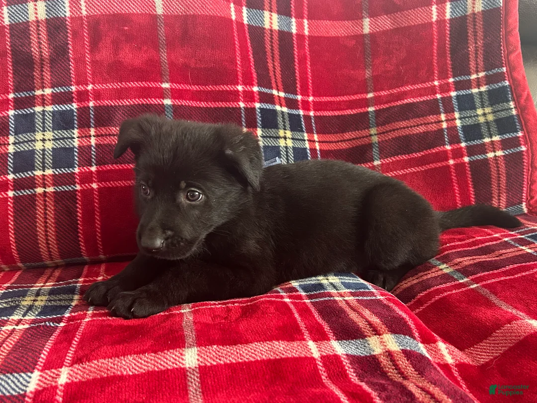 German Shepherd dogs for sale: Cody/Willow Purple - Ad 10