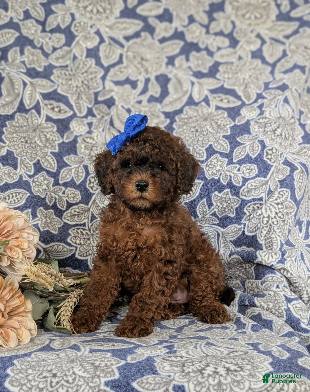 Shihpoo dogs for sale: Elsie - Ad 3