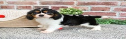 Cavalier King Charles Spaniel dogs for sale: Keeter - Ad 6