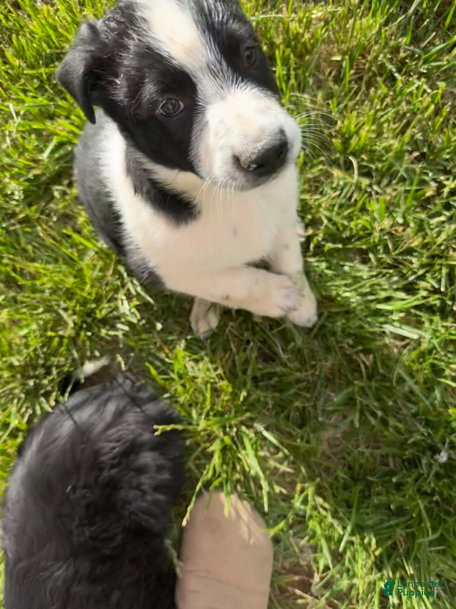 Mixed Breed dogs Mixed Breed Puppy 5 - Ad 13