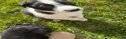 Mixed Breed dogs for sale: Mixed Breed Puppy 5 - Ad 1