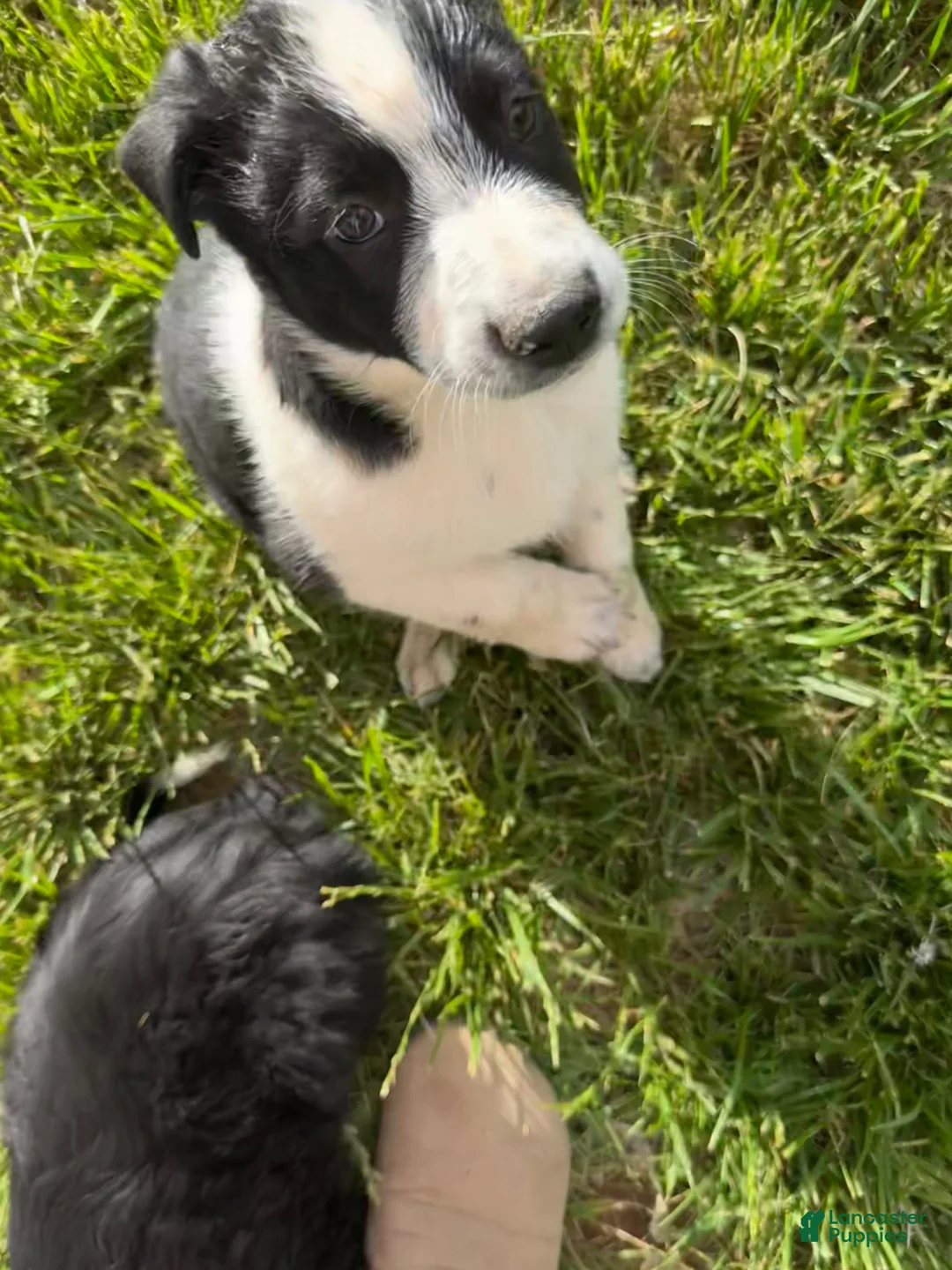 Mixed Breed dogs for sale: Mixed Breed Puppy 5 - Ad 1