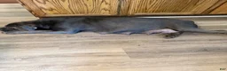 Cane Corso dogs for sale: Cane Corso 2 - Ad 2