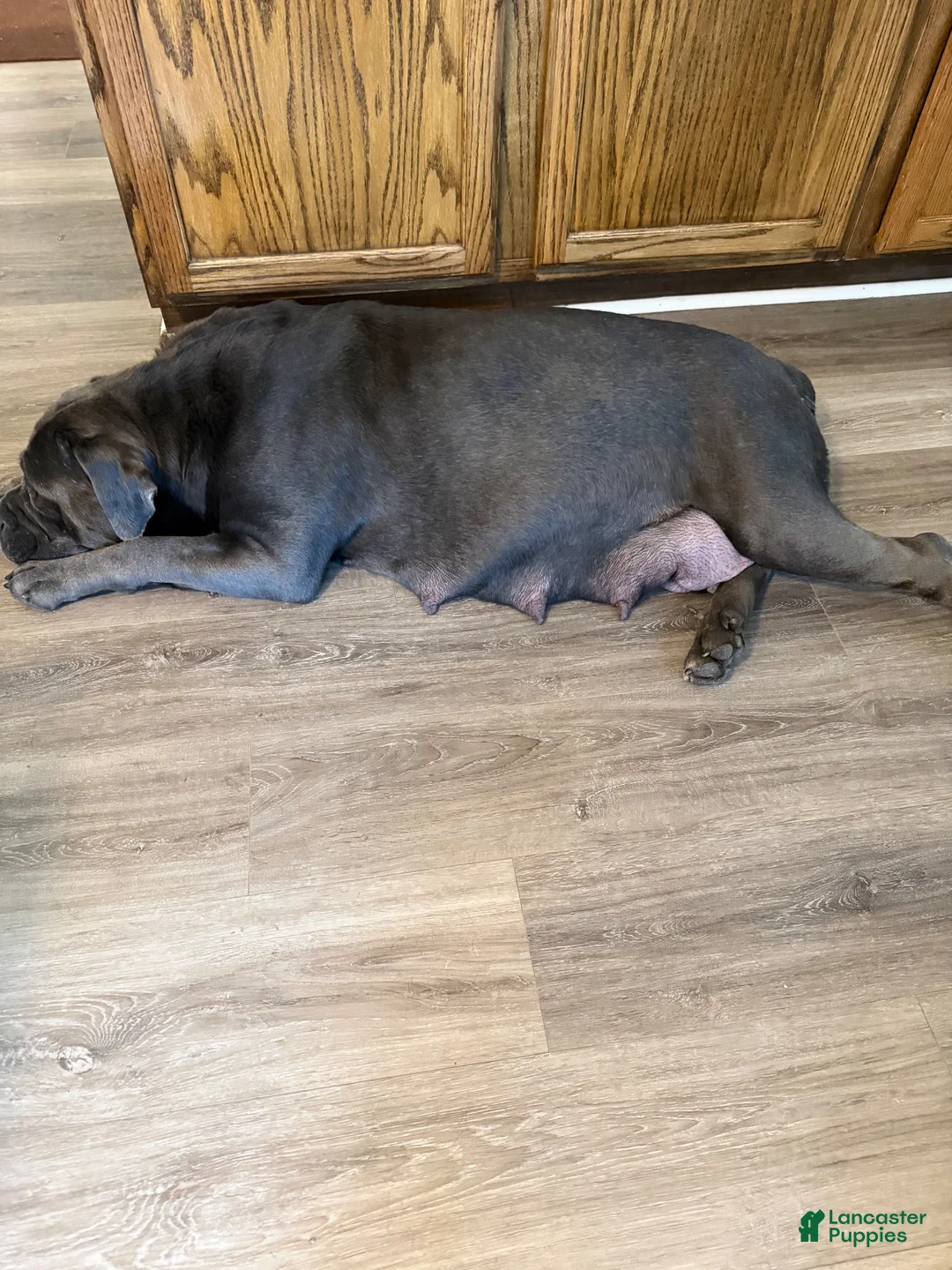 Cane Corso dogs for sale: Cane Corso 2 - Ad 2