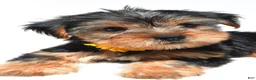 Yorkshire Terrier dogs for sale: Beverly - Ad 9