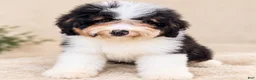 Mini Bernedoodle dogs for sale: Reese-Mini Bernedoodle female tri color  - Ad 1