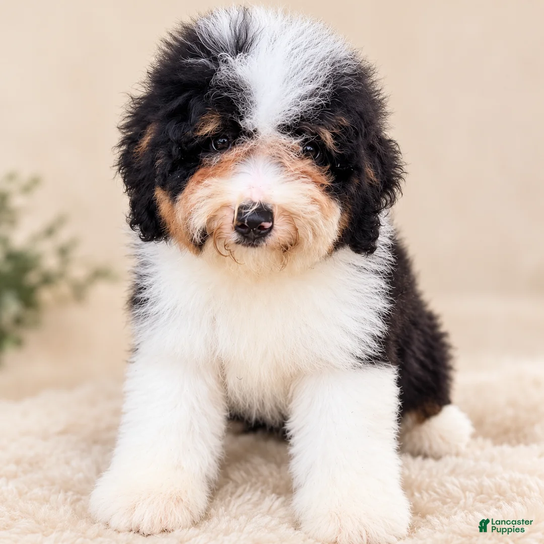 Mini Bernedoodle dogs for sale: Reese-Mini Bernedoodle female tri color  - Ad 1
