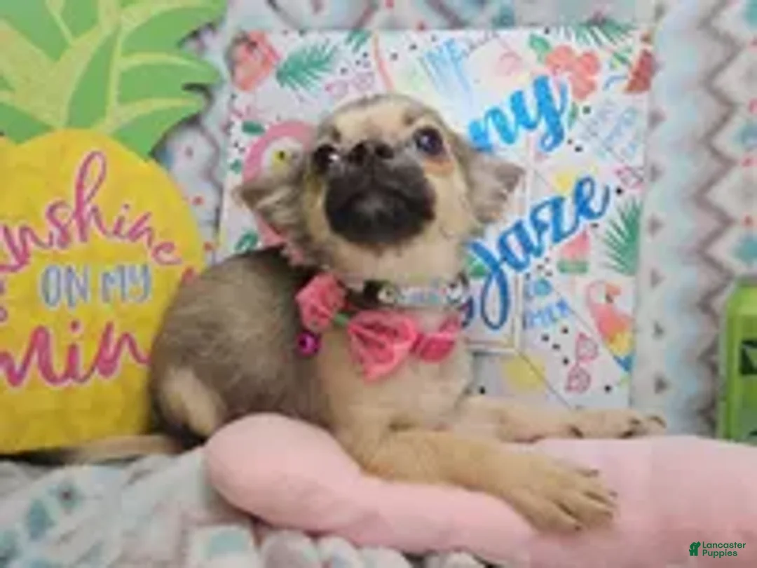 Chihuahua dogs for sale: Fawna LH (4 1/2 lbs) - Ad 2