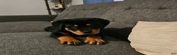 Rottweiler dogs for sale: Light Pink Girl - Ad 6